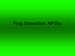 Dissection Frog ~ Digestive System Lab