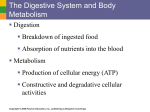 digestive system, nutrition