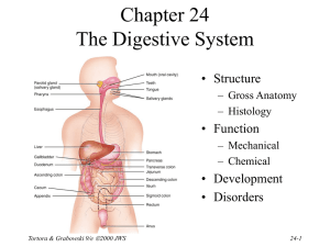 Chapter 24: Nutrition, Metabolism, and