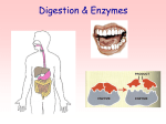 Digestion & Enzymes