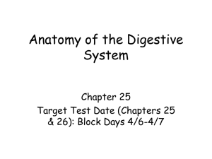 Anatomy of the Digestive System