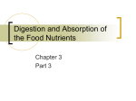 Digestion and Absorption of the Food Nutrients