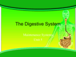 Digestive System