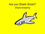 Are You Shark Smart