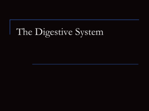 The Digestive System2011