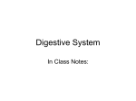 Digestive System