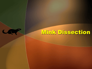 Mink Dissection Review