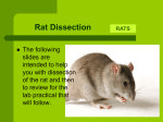 Rat Dissection