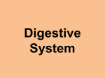 Nutrition Elimination: Digestive System
