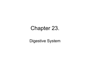 Chapter 23 - Digestive