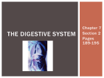 the digestive system