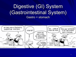 19 Digestive System Mt SAC