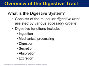 Digestive system powerpoint