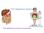 The Digestive System