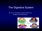 The Digestive System