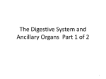 Digestive System Part 1