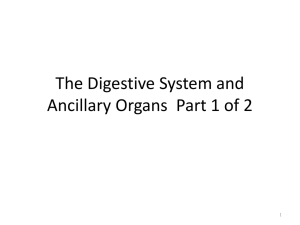 Digestive System Part 1