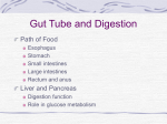 Gut Tube and Digestion