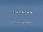 The digestive system is a complex system consisting of the oral