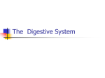 The Digestive System