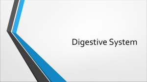 Digestive System