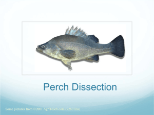 Perch Dissection