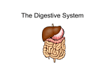 The Digestive System