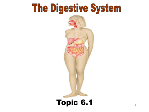 The Digestive System