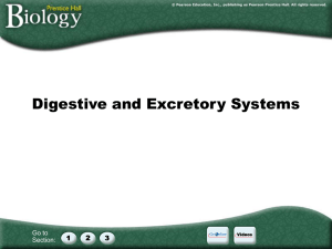 digestive system ppt regents