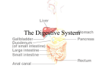 The Digestive System