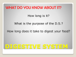 digestive system handouts