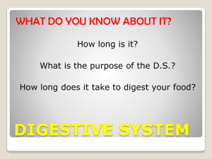 digestive system handouts