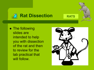 Rat Dissection