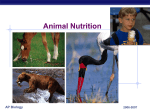 08 Animal Nutrition