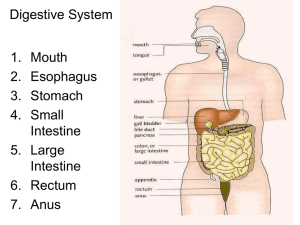 Digestive System