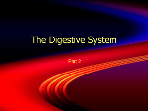 The Digestive System - Mrs Frank Science Wiki