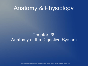 Ch. 25 / 28 Anatomy of the Digestive System Notes