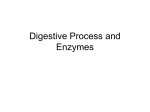 The Digestive Process