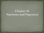 Chapter 18: Nutrients and Digestion