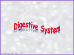 digestive system powerpoint