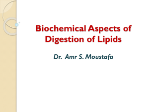 Digestion of Lipids