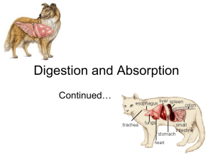 Digestion and Absorption - Killingly Public Schools
