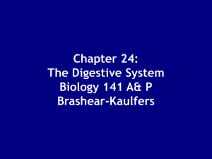 Chapter 24: The Digestive System Biology 141 A& P Brashear