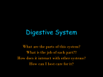 H.BS.Digestive System Ppt