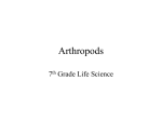 Arthropods - OG