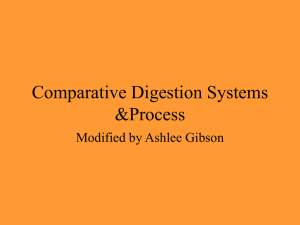 Comparative Digestive Systems Topic 3024