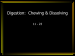 Digestion: Chewing & Dissolving