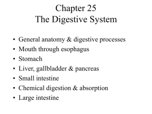 right & left hepatic ducts - Human Anatomy and Physiology