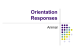 Orientation Responses