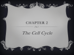 The Cell Cycle